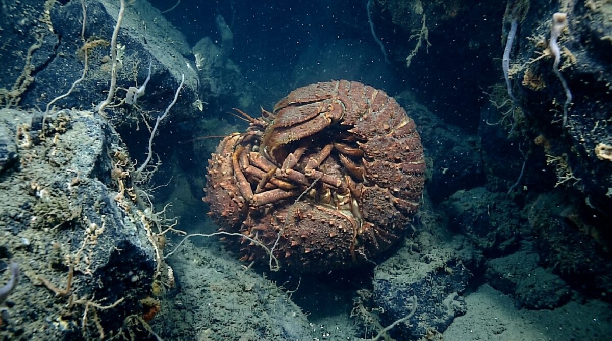 découvrez comment les créatures des abysses parviennent à survivre des années sans nourriture grâce à une adaptation étonnante qui défie les lois de la nature.